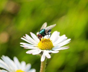 Fliege auf einer Pflanze, Blume