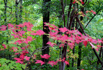 Fototapeta na wymiar Close up leaves with changing colors in a Smoky Mountains fall.
