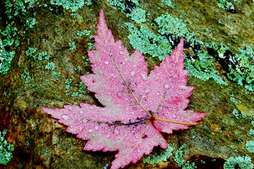 Close up leaves with changing colors in a Smoky Mountains fall.