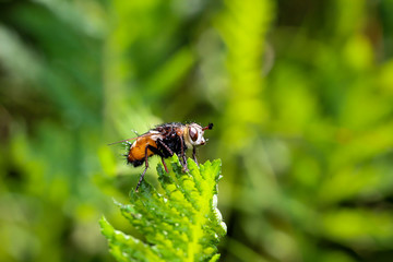 Fliege auf einer Pflanze, Blume