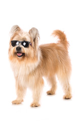 Adult elo dog with sun glasses on white background