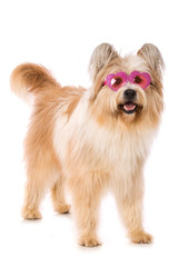 Adult elo dog with heart glasses on white background