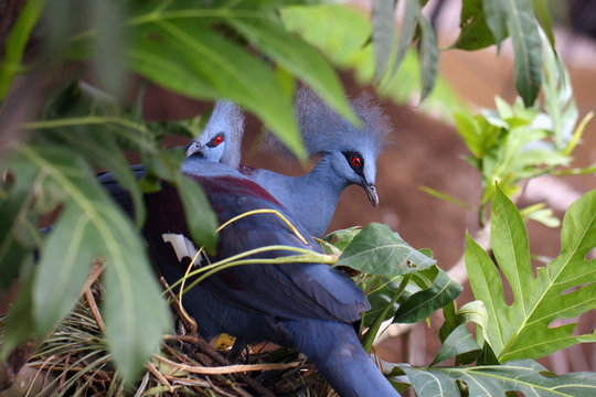 The western crowned pigeon, also known as the common crowned pigeon or blue crowned pigeon (Goura cristata),a pair of adult birds on a nest.