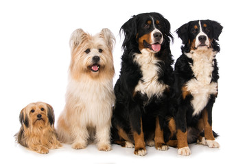 Four dogs isolated on white background