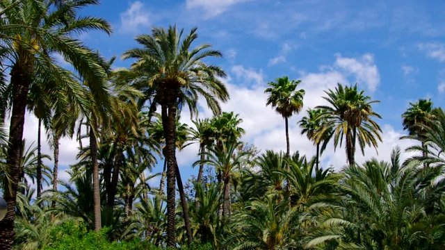 Elche El Palmeral Palmenhain, Costa Blanca