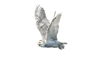 flying snow owl isolated on white