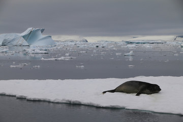 foka wylegująca się na lodowej krze u wybrzeży antarktydy
