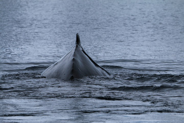 wystający z wody grzbiet wieloryba kaszalota  pływającego na wolności u wybrzeży antarktydy - obrazy, fototapety, plakaty