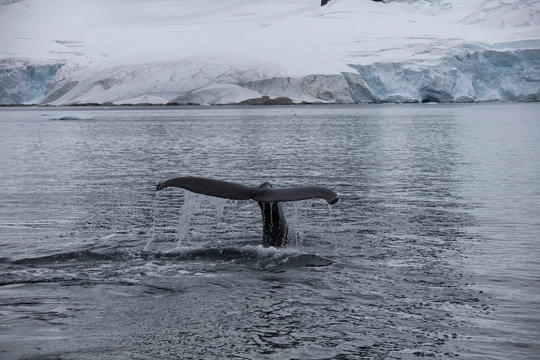wystająca z wody płetwa ogonowa wieloryba kaszalota  pływającego na wolności u wybrzeży antarktydy