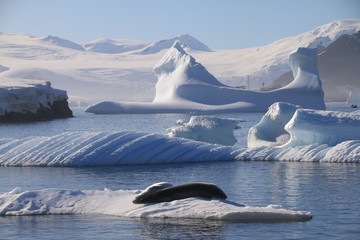 uchatki wylegujące się w słońcu na lodowej krze