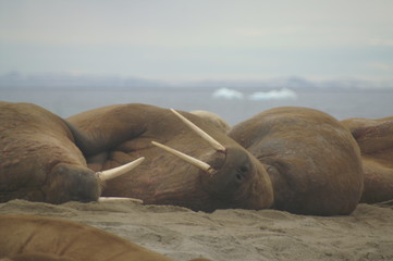 trzy opasłe morsy leżące ciasno obok siebie na plaży spitsbergen - obrazy, fototapety, plakaty