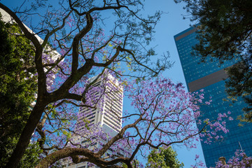 Upwards view out of Stirtling Gardens in Perth towards high skyscrapers in Downtown