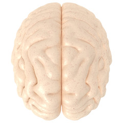 High Resolution 3D real brain