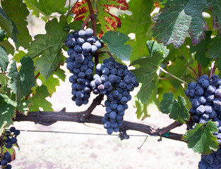 Field full of grapes ready for harvest in Mexico