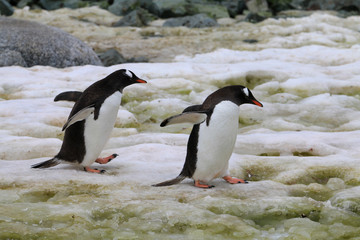 dwa ingwiny biegnące po śniegu w naturalnych warunkach na antarktydzie