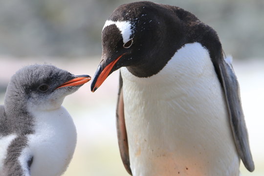 samica pingwina karmiąca młode