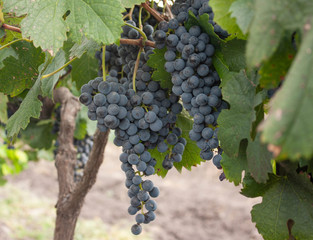 Grapes waiting to be harvested in a vineyard in Mexico City to make red wine