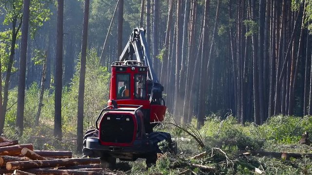 A cut-to-length (CTL) forest harvester. Pine Forest Harvesting Machine. Logging Equipment. The forestry industry. The harvester lumberjack working in a forest. Forest Wheeled Harvesters.