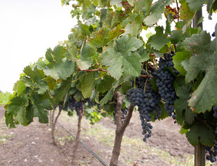 From the Land of Mexico grapes ready for harvest and manufacture of red wine