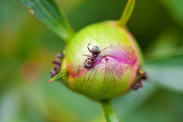 Ants on a peony bud