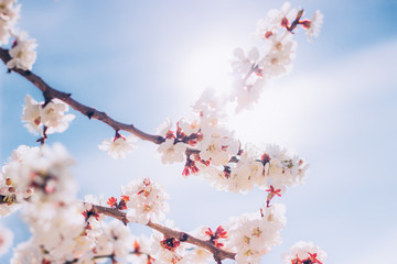 Flowers blossom in spring. Floral background.