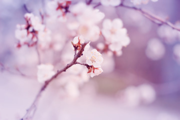 White flowers blossom in spring. Nature background