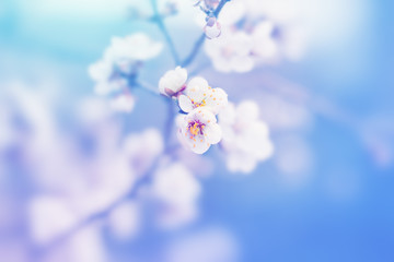 Tender white flowers of tree blossom in spring nature. Floral pastel blue beautiful background. Flowering seasonal plant, macro