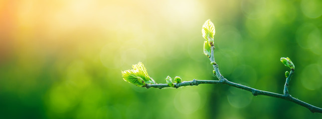 Fresh young green leaves of twig tree growing in spring. Beautiful green leaf nature outdoor...