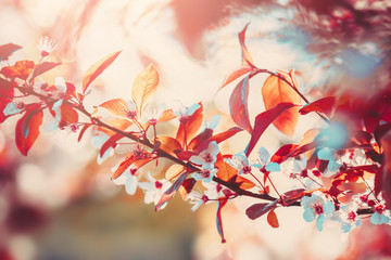 White flowers blossom. Nature beautiful floral background