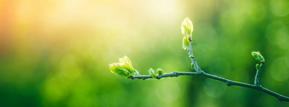 Fresh young green leaves of twig tree growing in spring. Beautiful green leaf nature outdoor background with copy space