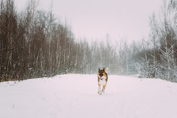 Funny Dog Running Along A Snowy Forest Trail. Pet During A Walk In A Beautiful Winter Park