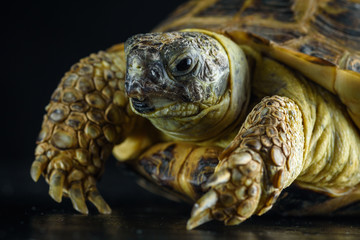 Ground turtle photographed against a dark background in the studio.