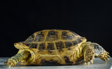 Ground turtle photographed against a dark background in the studio.
