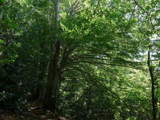 Monte Greppino (Liguria, Varazze, Savona), Strade Celtiche