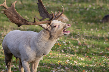 Damhirsch (Dama dama) schreit in Brunft