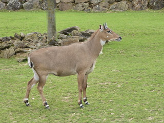 zoo 26