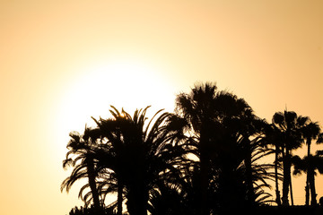 Palm tree silhouettes lighted by the sun (with sun beam) on a bright day with free space for text or illustrations (Gran Canaria, Spain, Europe)