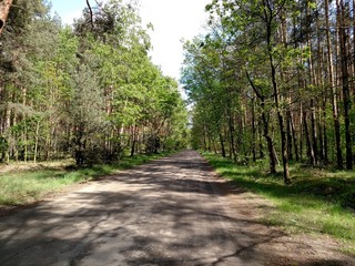 road in the forest