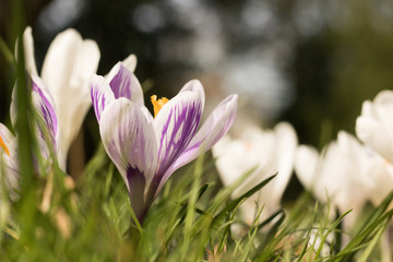 Close-up: Beautiful Crocus Flower Blooms in Fresh Green Grass on Blurred Background of Spring Nature on a Sunny Day. Concept: Spring Flowers.