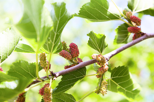 Fresh mulberry, green and red mulberries on the branch of tree. Unripe mulberry berries on tree - Fresh mulberry