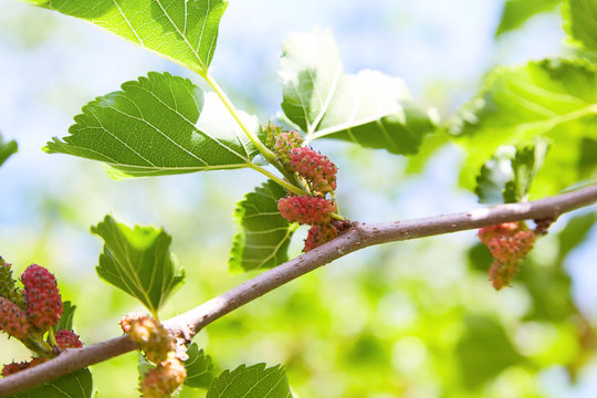 Fresh mulberry, green and red mulberries on the branch of tree. Unripe mulberry berries on tree - Fresh mulberry