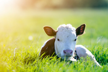 Close-up of white and brown calf looking in camera laying in green field lit by sun with fresh...