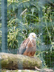 zoo 22
