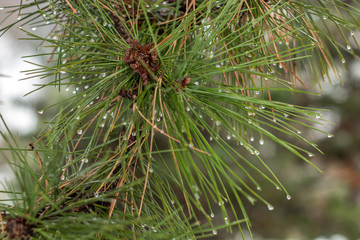Aiguilles de pin et ros&eacute;e du matin