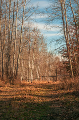 Grassy Trail Shouldered by Leafless Trees in Fall 