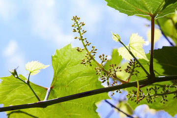 Baby Grapes. Closeup of view in beginning stage. Green flowers. The initial development of the grapes. Young branch of grapes on the nature. Grapes Vines being Planted 