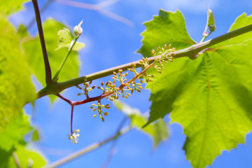 Baby Grapes. Closeup of view in beginning stage. Green flowers. The initial development of the...