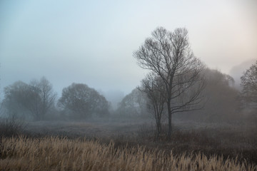 Tree in fog