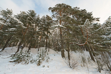 Snow russian winter. Beautiful landscape at that cold time when the nature had been frozen. Nature is resting.