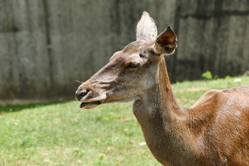 Roe deer in a zoo. Female deer. Capreolus capreolus.